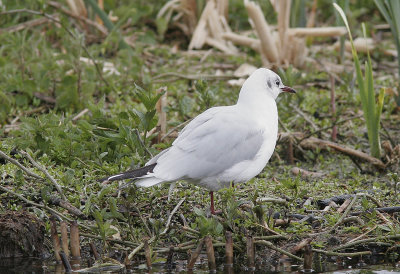 SkrattmsBlack-headed Gull(Chroicocephalus ridibundus)