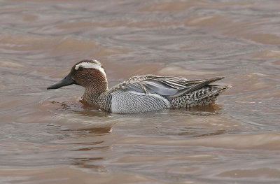 ÅrtaGarganey(Anas querquedula)