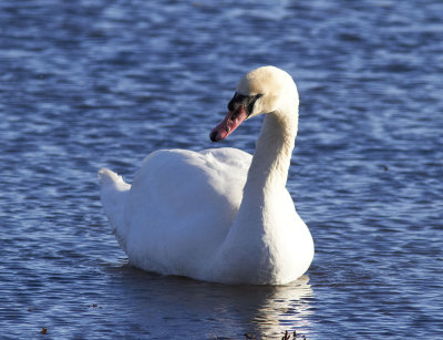 KnlsvanMute Swan(Cygnus olor)