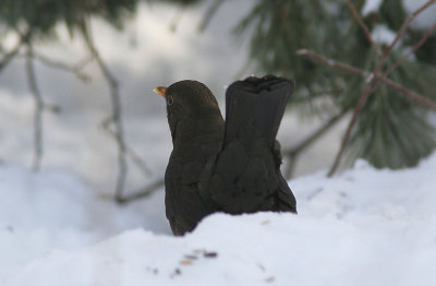 KoltrastEurasian Blackbird(Turdus merula)