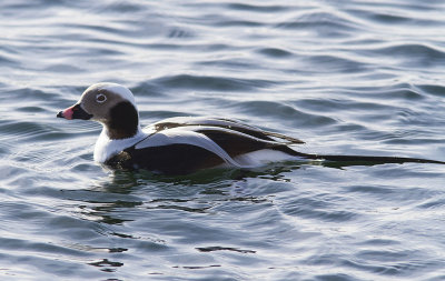 AlfgelLong-tailed Duck(Clangula hyemalis)