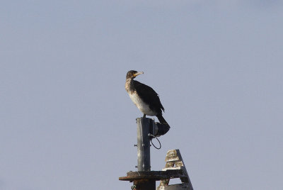 StorskarvGreat Cormorant(Phalacrocorax carbo)