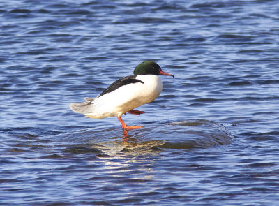 StorskrakeCommon Merganser(Mergus merganser)