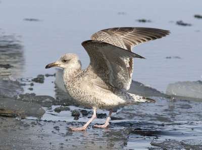 GrtrutEuropean Herring Gull(Larus argentatus)