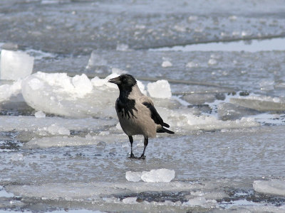 GrkrkaHooded Crow(Corvus cornix)