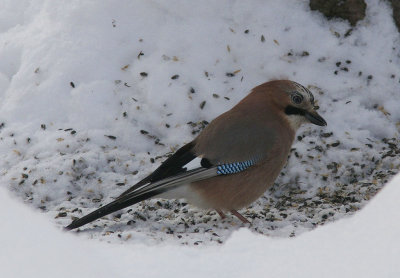 NtskrikaEurasian Jay(Garrulus glandarius)