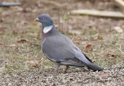 RingduvaCommon Wood-Pigeon(Columba palumbus)
