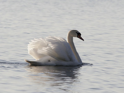 KnlsvanMute Swan(Cygnus olor)