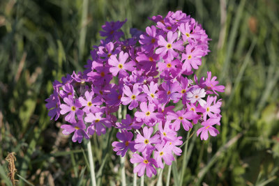 MajvivaBird's-eye PrimrosePrimula farinosa