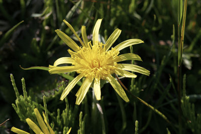 SvinrotViper's-grassScorzonera humilis