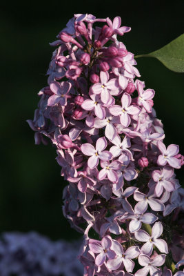 SyrenCommon LilacSyringa vulgaris