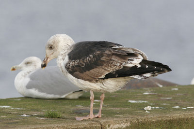 HavstrutGreat Black-backed Gull(Larus marinus)