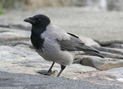 GrkrkaHooded Crow(Corvus cornix)