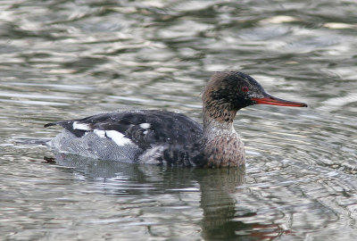 SmskrakeRed-breasted Merganser(Mergus serrator)