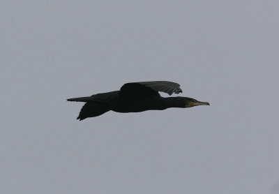 Storskarv<br>Great Cormorant<br>(Phalacrocorax carbo)