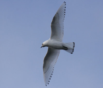 IsmsIvory Gull(Pagophila eburnea)