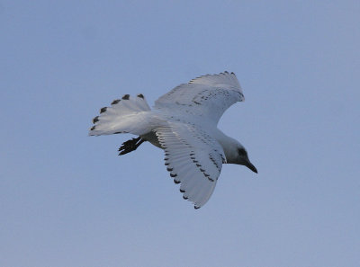 IsmsIvory Gull(Pagophila eburnea)
