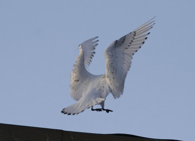 IsmsIvory Gull(Pagophila eburnea)