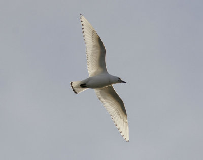 IsmsIvory Gull(Pagophila eburnea)