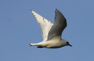 IsmsIvory Gull(Pagophila eburnea)