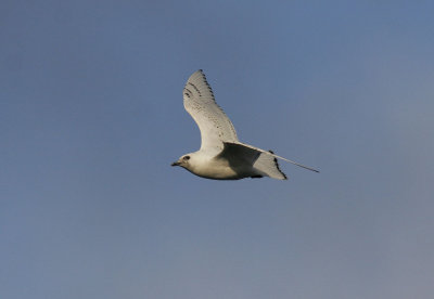 IsmsIvory Gull(Pagophila eburnea)