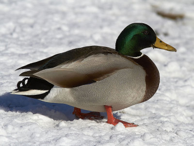 GrsandMallard(Anas platyrhynchos)