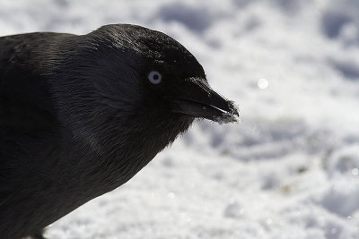 KajaEurasian Jackdaw(Corvus monedula)