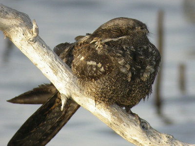 NattskrraEurasian Nightjar(Caprimulgus europaeus)