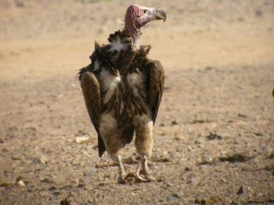 rongamLappet-faced Vulture(Torgos tracheliotus)