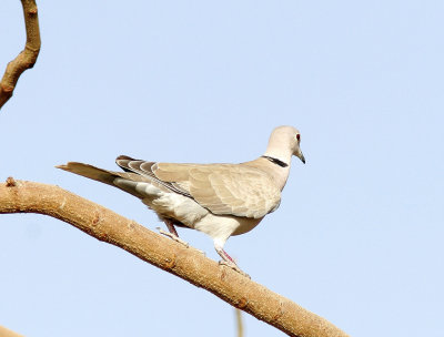 SkrattduvaAfrican Collared-Dove(Streptopelia roseogrisea)