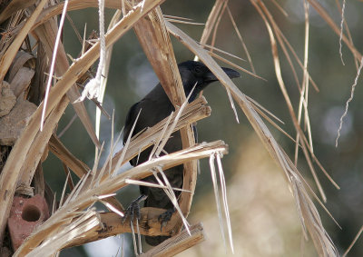 HuskrkaHouse Crow(Corvus splendens)