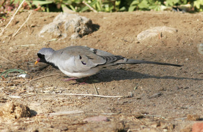 LngstjrtsduvaNamaqua Dove(Oena capensis)