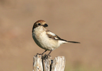 Rdhuvad trnskataWoodchat Shrike(Lanius senator)