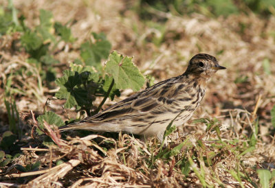 Rdstrupig piplrkaRed-throated Pipit(Anthus cervinus)