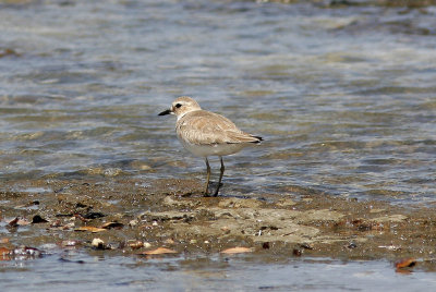 kenpipareGreater Sand Plover(Charadrius leschenaultii)