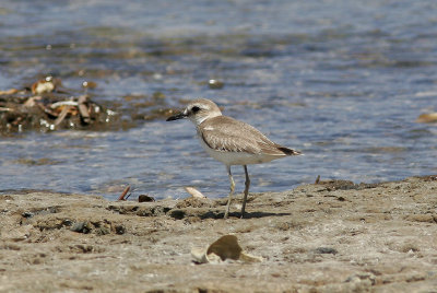 kenpipareGreater Sand Plover(Charadrius leschenaultii)