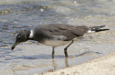 SotmsSooty Gull(Ichthyaetus hemprichii)