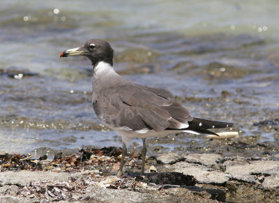 SotmsSooty Gull(Ichthyaetus hemprichii)