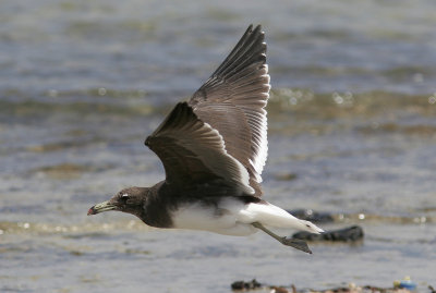 SotmsSooty Gull(Ichthyaetus hemprichii)