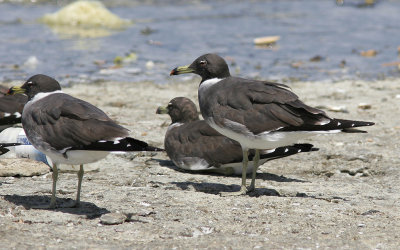 SotmsSooty Gull(Ichthyaetus hemprichii)