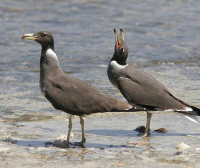 SotmsSooty Gull(Ichthyaetus hemprichii)