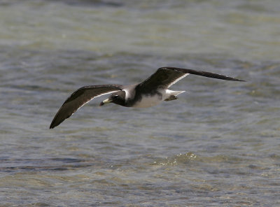 SotmsSooty Gull(Ichthyaetus hemprichii)
