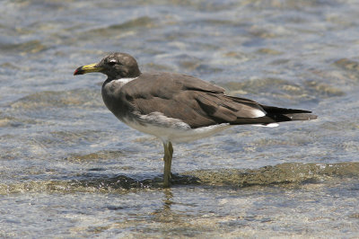 SotmsSooty Gull(Ichthyaetus hemprichii)