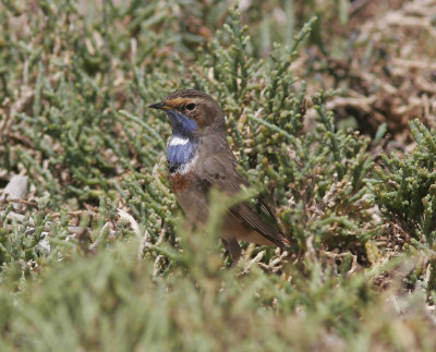 BlhakeBluethroat(Luscinia svecica cyanecula)