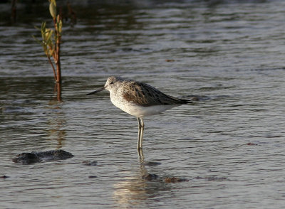 GluttsnppaCommon Greenshank(Tringa nebularia)