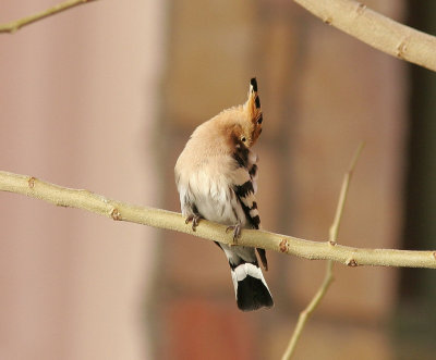 HrfgelEurasian Hoopoe(Upupa epops)