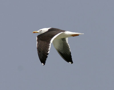 SilltrutLesser Black-backed Gull(Larus fuscus)