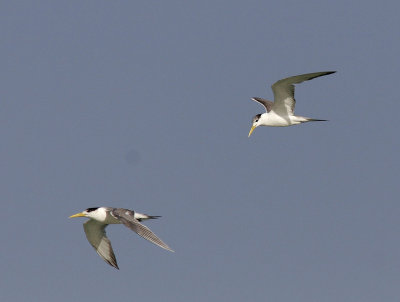 TofstrnaGreat Crested-Tern(Thalasseus bergii)
