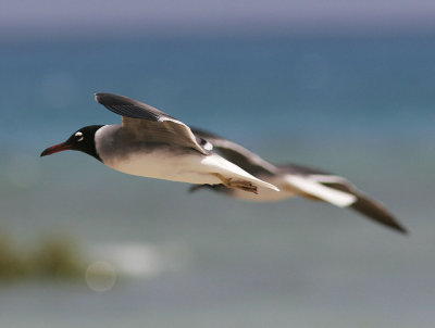 Vitgd msWhite-eyed Gull(Ichthyaetus leucophthalmus)