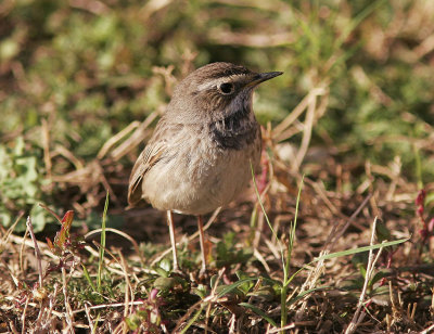 BlhakeBluethroat(Luscinia svecica)